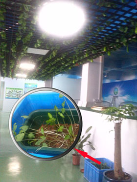 在導光管采光系統(tǒng)引入的自然光照射下大豆發(fā)芽啦 在導光管采光系統(tǒng)引入的自然光照射下大豆發(fā)芽啦