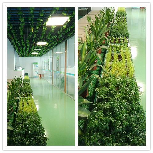 香港正能量植物長廊 香港正能量植物長廊