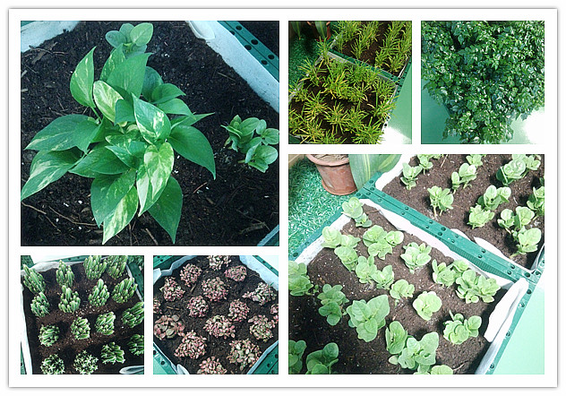 香港正能量植物品種 香港正能量植物品種