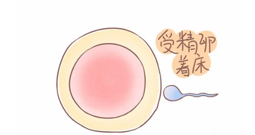 美國試管嬰兒機(jī)構(gòu)